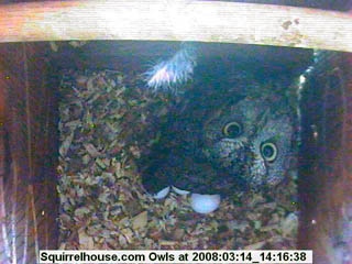 Screech Owl Egg Incubation Photo