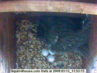 Owl Eggs Webcam
