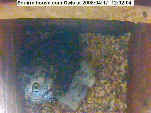 Baby owls
