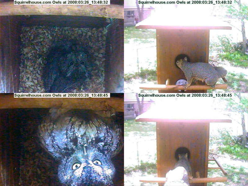 Mother Squirrel visits Incubating Owl