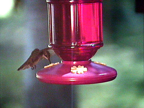 Hummingbird at feeder photograph, video frame capture.
