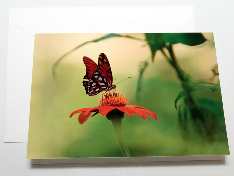 Garden butterfly greeting card.