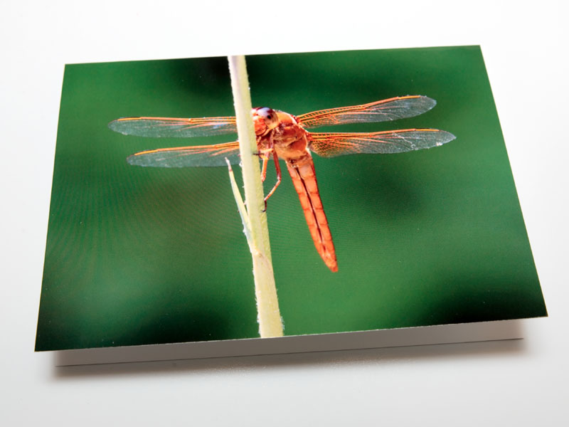 Garden pond red dragonfly greeting card.