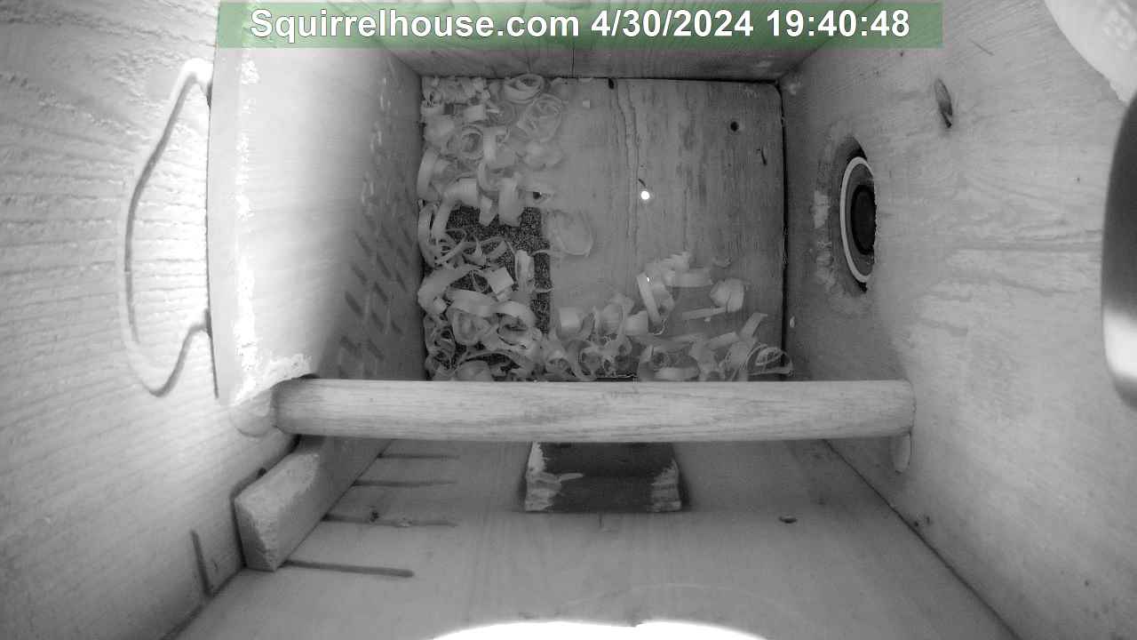 screech owl nest box side view