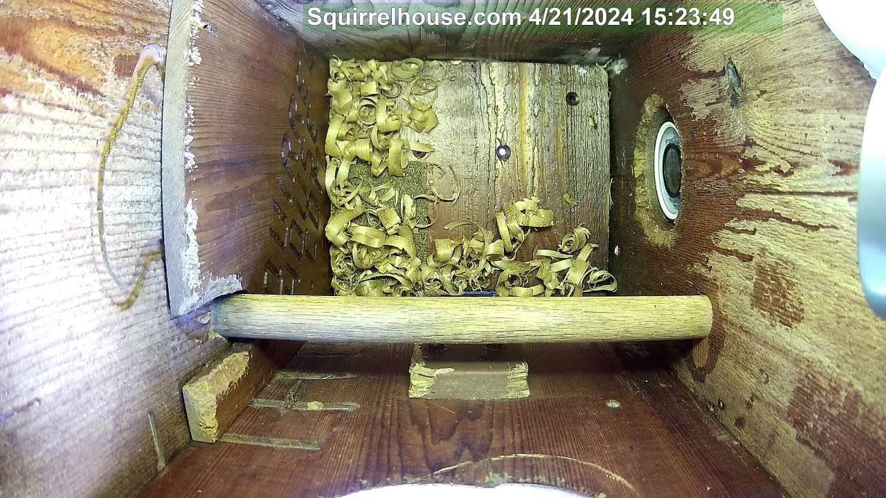 Inside the screech owl egg nest box