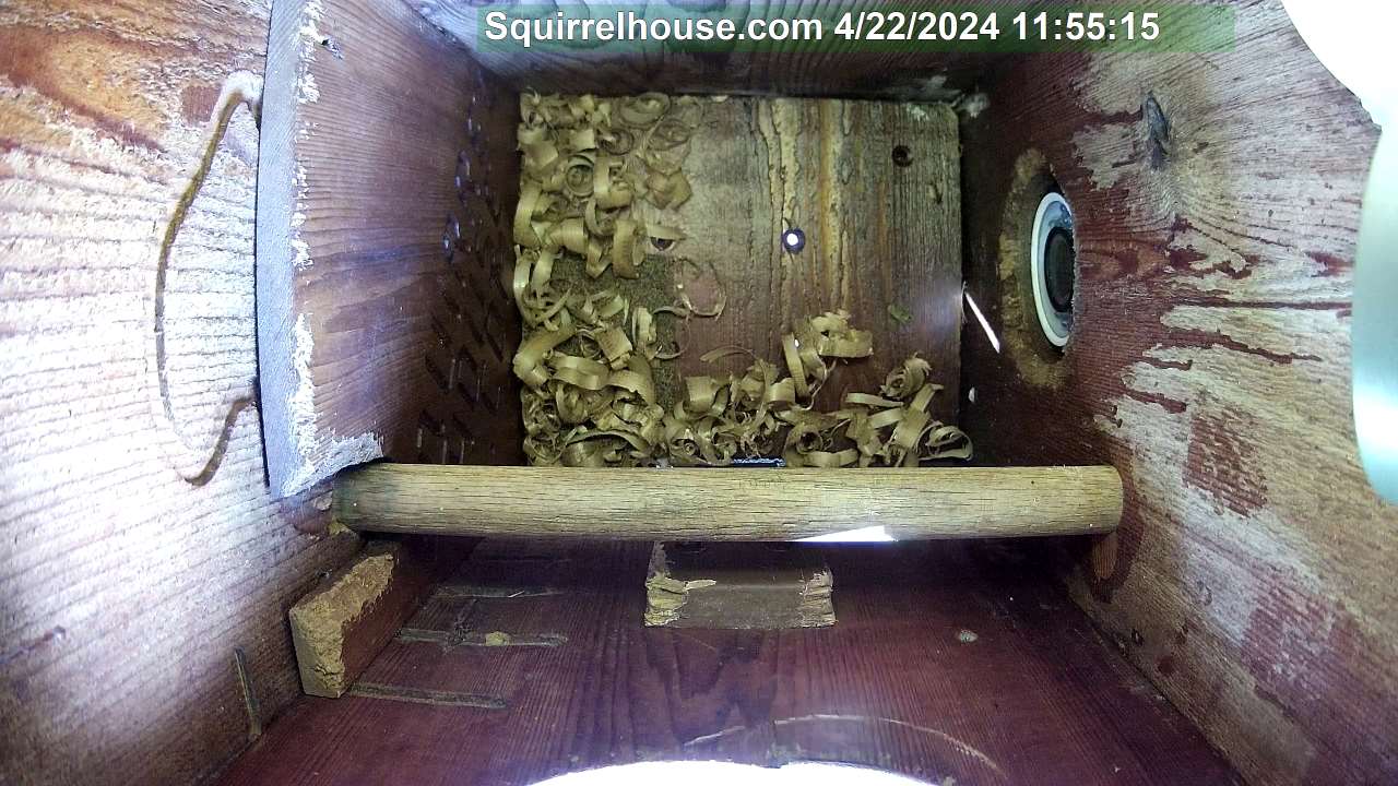 Screech owl egg  webcam picture