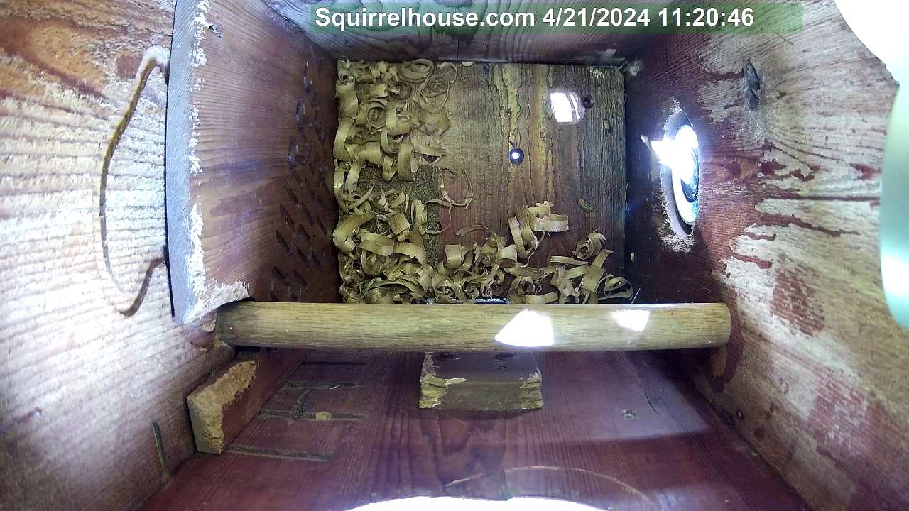 Inside the screech owl egg nest box
