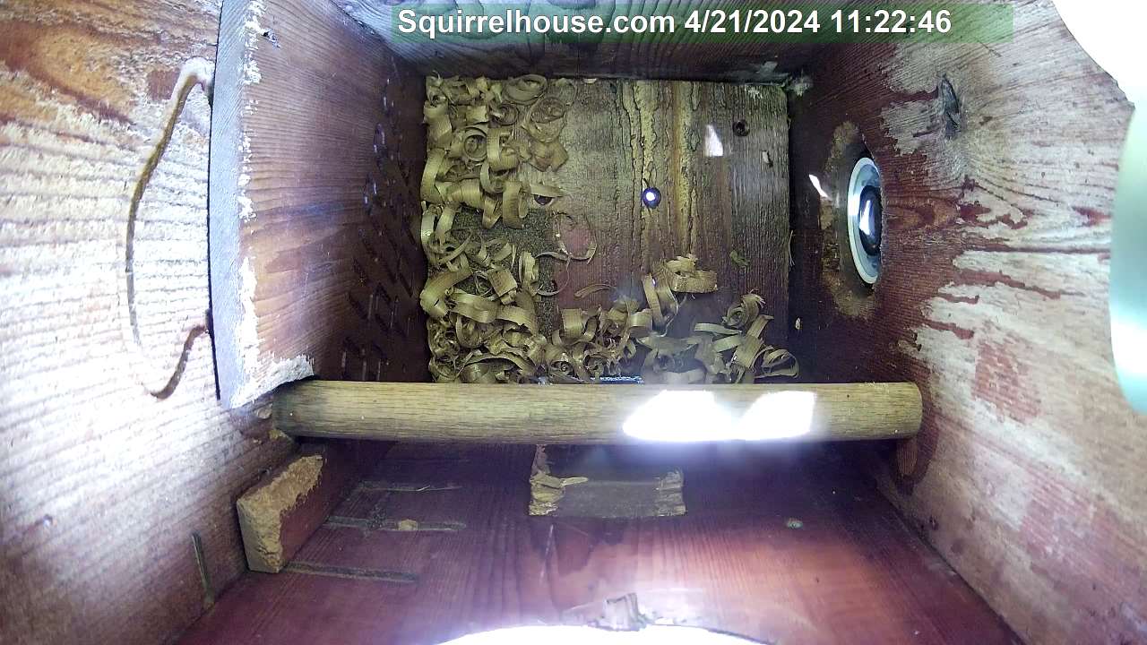 Screech owl egg  webcam picture