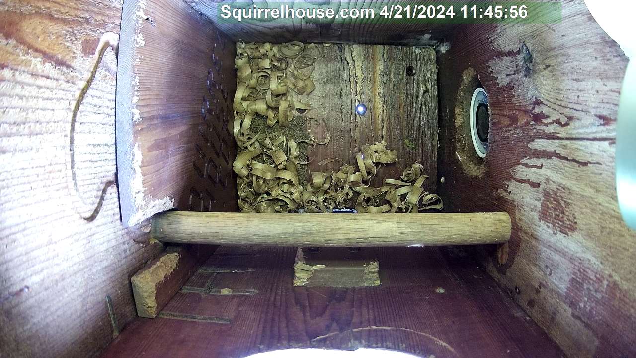 Baby owlets on webcam