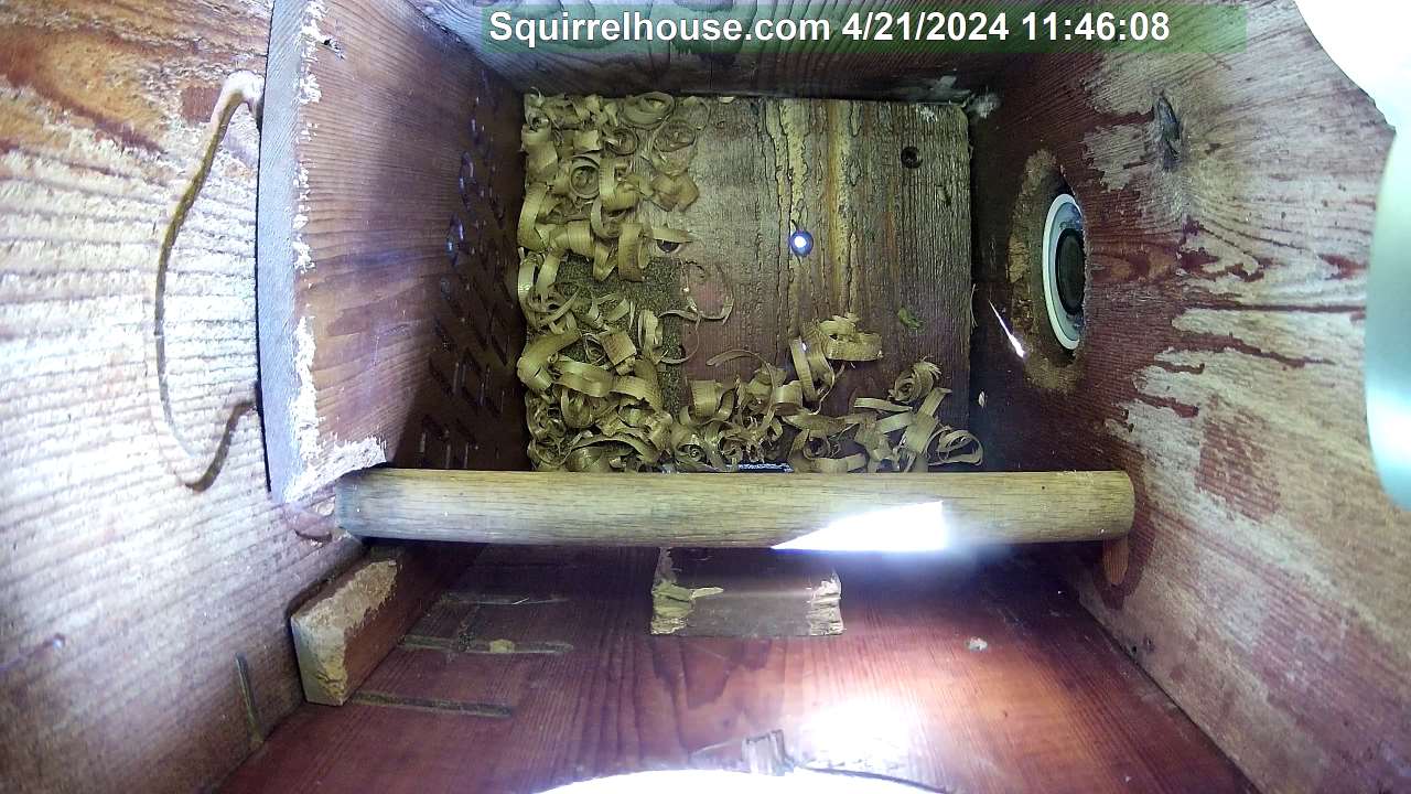 Backyard screech owl webcam image