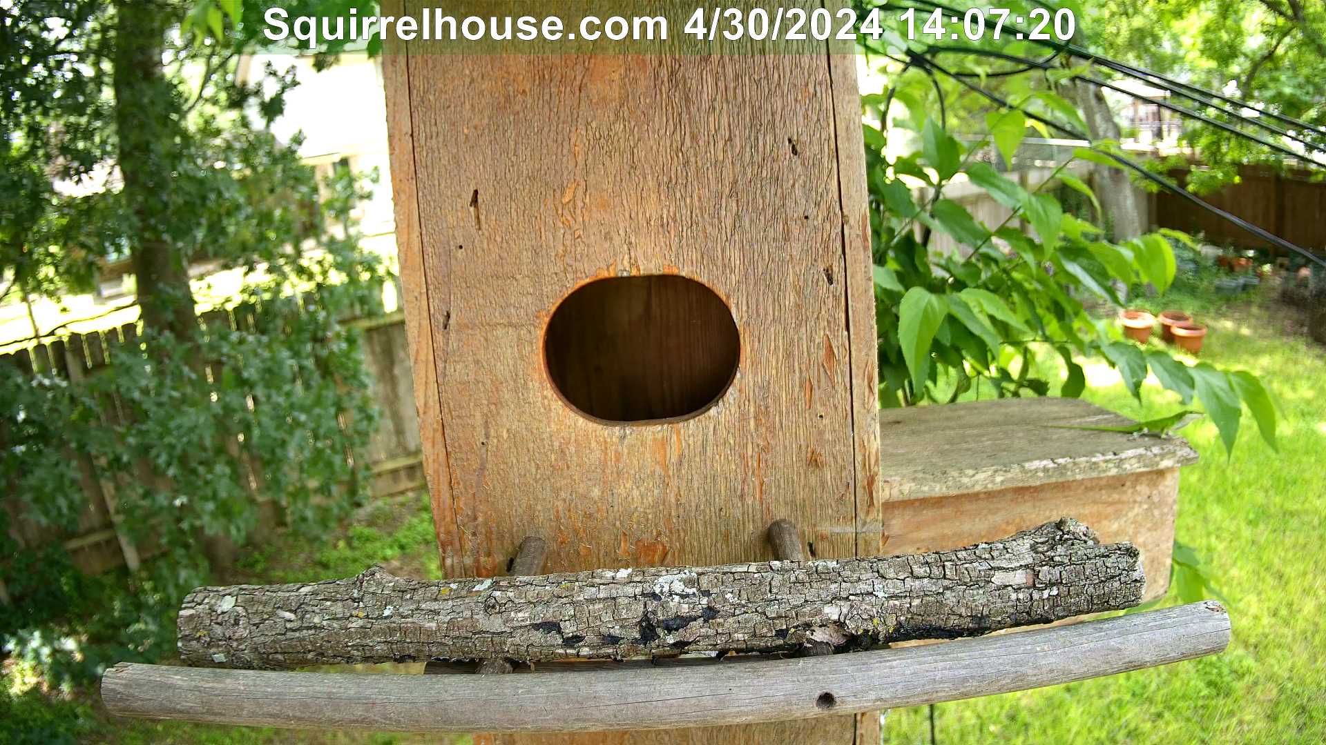 owl nest box live webcam egg incubation owlets