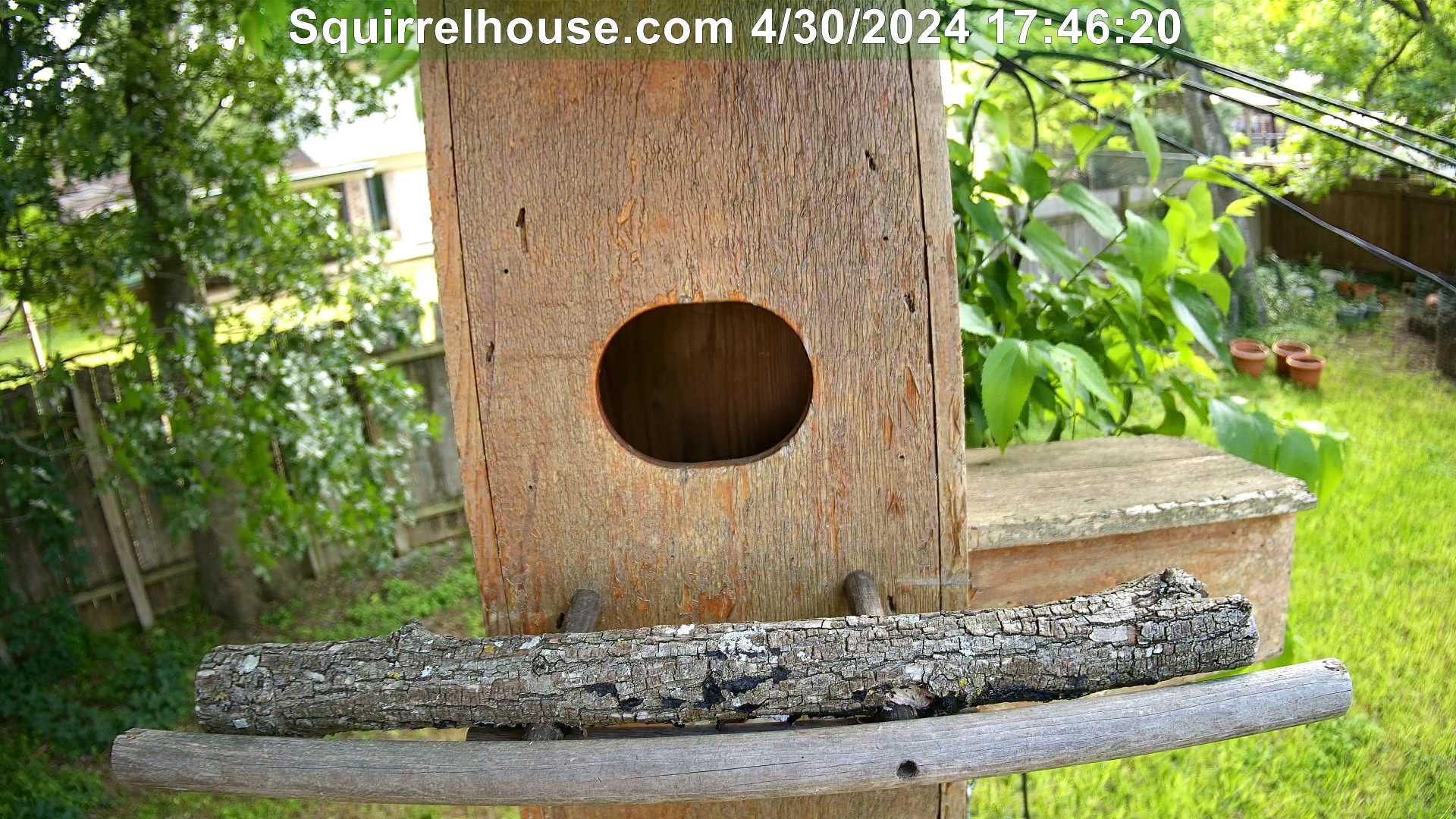 Backyard owl webcam image