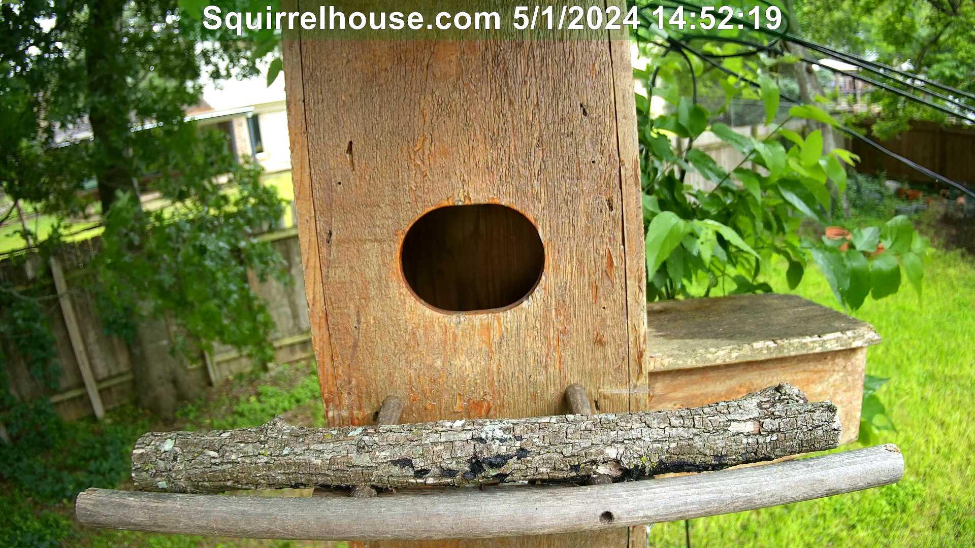Backyard screech owl webcam image